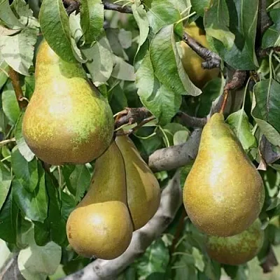 Груша САПФИРА колонновидная в Самаре