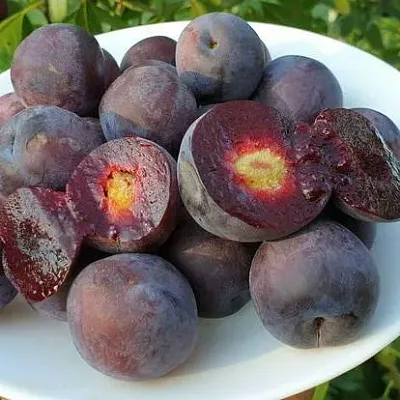Сливово-вишневый гибрид МЕЙНОР  Сливово-вишневый гибрид МЕЙНОР в Самаре