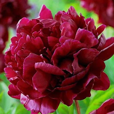 Пион АРМАНИ травянистый  Пион АРМАНИ травянистый в Самаре