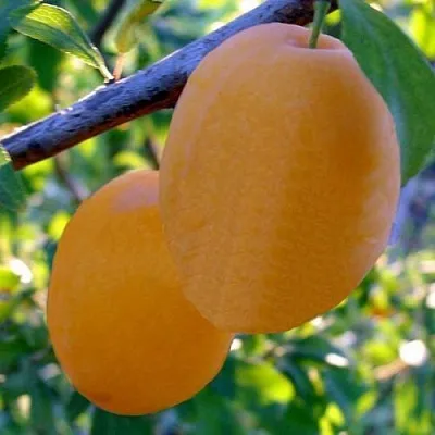 Слива НАТАША в Самаре