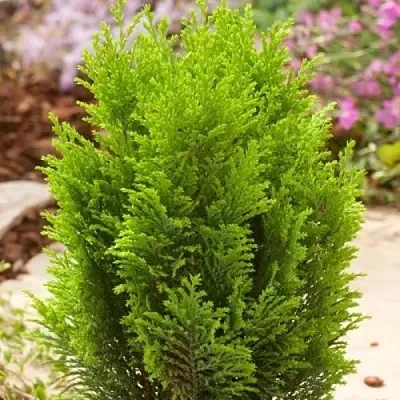 Кипарисовик ЭЛВУДИ ГОЛД лавсона в Самаре