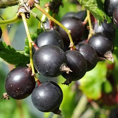 Йошта ДЖОСТАБЕРРИ в Самаре