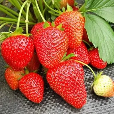 Клубника ВИМА РИНА ремонтантная в Самаре