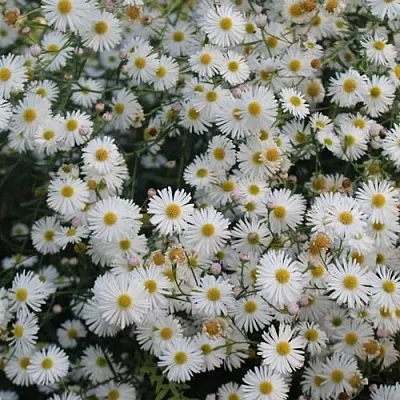 Болтония СНОУБЭНК в Самаре