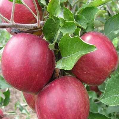 Яблони Московское Ожерелье колонновидная в Самаре