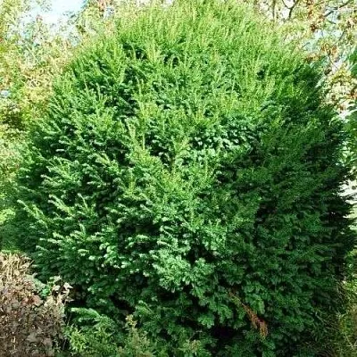 Тис РЕПАНДЕНС ягодный в Самаре