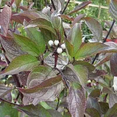 Дерен КЕССЕЛЬРИНГИ в Самаре