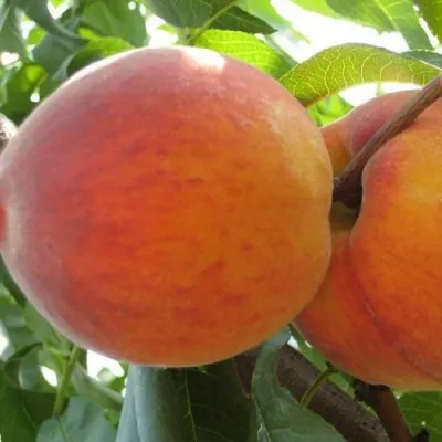 Персик СОЧНЫЙ в Самаре