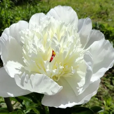 Пион ИММАКУЛИ травянистый  Пион ИММАКУЛИ травянистый в Самаре