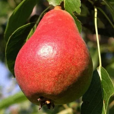 Груша НАРЯДНАЯ ЕФИМОВА в Самаре