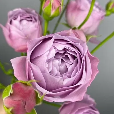 Саженцы роз ЛАВЕНДЕР БАБЛС спрей  Саженцы роз ЛАВЕНДЕР БАБЛС спрей в Самаре