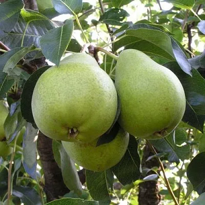 Груша МАСЛЯНИСТАЯ ЛЕТНЯЯ в Самаре