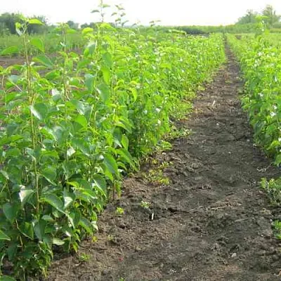 Подвой черешни ДИКАЯ ЧЕРЕШНЯ  Подвой черешни ДИКАЯ ЧЕРЕШНЯ в Самаре