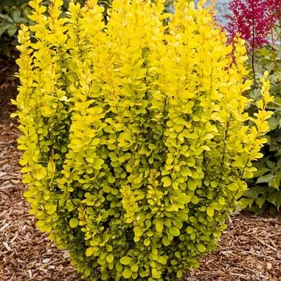 Барбарис ГОЛДЕН ТОРЧ тунберга в Самаре