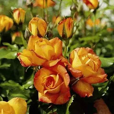 Саженцы роз САХАРА плетистая в Самаре