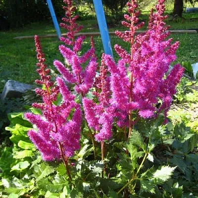 Астильба ЭЛИЗАБЕТ ВАН ВИН японская в Самаре