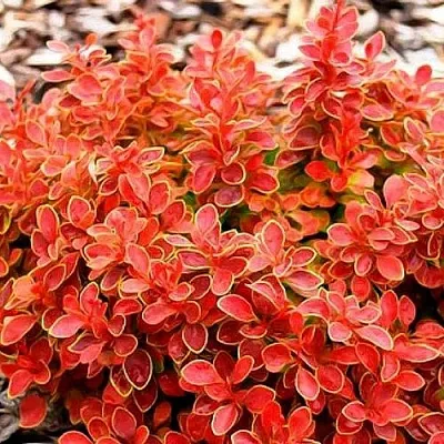 Барбарис КОРАЛ тунберга в Самаре