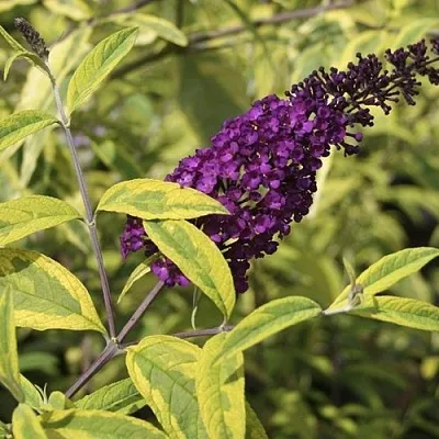 Буддлея давида САНТАНА  в Самаре