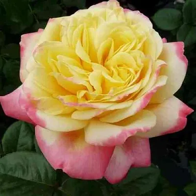 Саженцы роз КОРДЕС ДЖУБИЛИ чайно-гибридная в Самаре