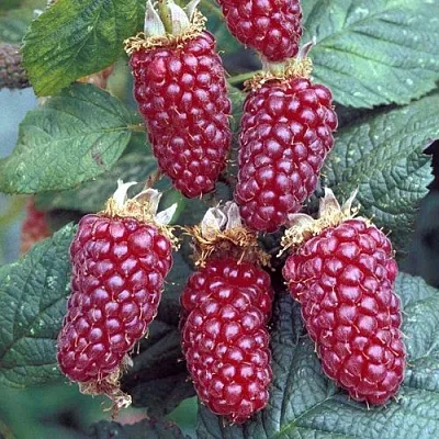 Ежемалина ТАЙБЕРРИ  Ежемалина ТАЙБЕРРИ в Самаре