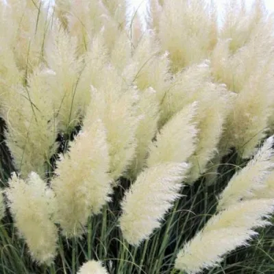 Кортадерия белая (пампасная трава) в Самаре