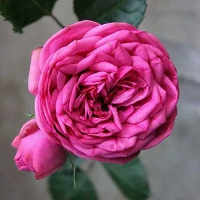 Саженцы роз ПИНК ПИАНО чайно-гибридная в Самаре