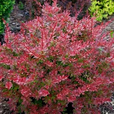 Барбарис ГОЛДЕН РИНГ тунберга в Самаре