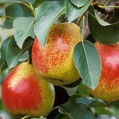 Груша ГОРНАЯ КРАСАВИЦА в Самаре