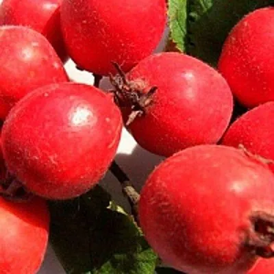 Боярышник КРУПНОПЛОДНЫЙ  Боярышник КРУПНОПЛОДНЫЙ в Самаре