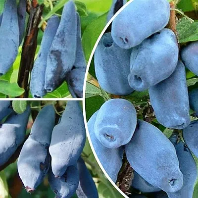 Комплект СИЯНИЕ ГЛАЗ в Самаре