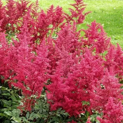 Астильба СКАЙСКРЕЙПЕР китайская в Самаре