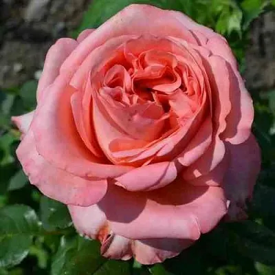 Саженцы роз ЛОНДОН АЙ чайно-гибридная в Самаре