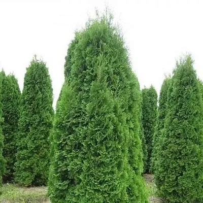 Туя КОЛУМНА западная  Туя КОЛУМНА западная в Самаре