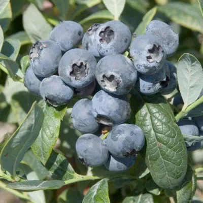 Голубика БРИГИТТА — описание сорта Голубика БРИГИТТА в Самаре