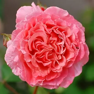 Саженцы роз ЛОРАН КАБРОЛЬ шраб  Саженцы роз ЛОРАН КАБРОЛЬ шраб в Самаре