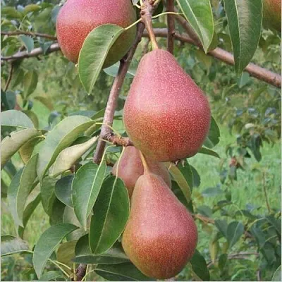 Груша РУМЯНАЯ КЕДРИНА в Самаре