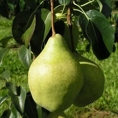 Груша МИНСКАЯ колонновидная в Самаре