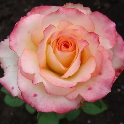 Саженцы роз ДУЭТ чайно-гибридная в Самаре