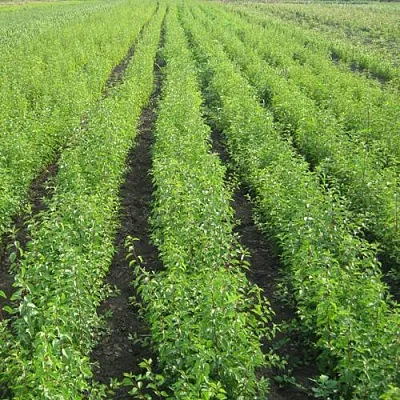 Подвой сливы ДИКАЯ АЛЫЧА  Подвой сливы ДИКАЯ АЛЫЧА в Самаре