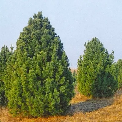 Сосна черная ПИРАМИДАЛИС  Сосна черная ПИРАМИДАЛИС в Самаре