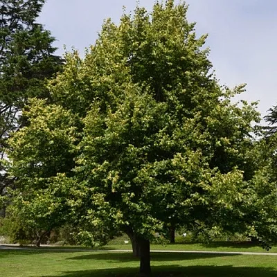 Липа сердцевидная в Самаре