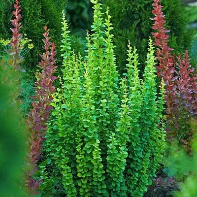 Барбарис ЭРЕКТА тунберга в Самаре