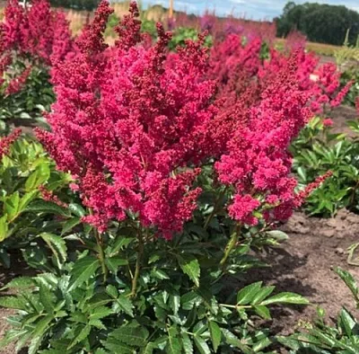 Астильба ЛАКИ ДЕЙ Арендса в Самаре