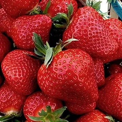 Клубника КЛЕРИ в Самаре