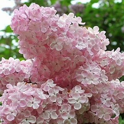 Сирень ВЕЧЕРНИЙ ЗВОН  Сирень ВЕЧЕРНИЙ ЗВОН в Самаре