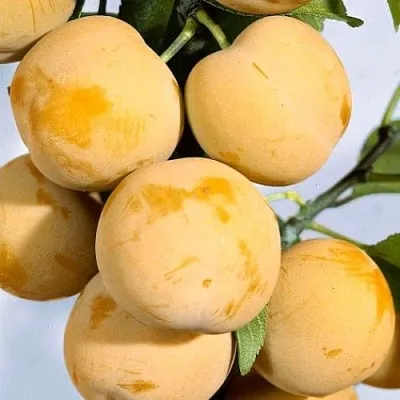 Слива РЕНКЛОД ранний в Самаре