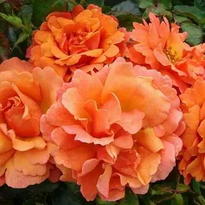 Саженцы роз БРИДЖ ОФ САЙЗ плетистая в Самаре