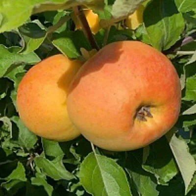 Яблоня АНТОНОВКА ЗОЛОТАЯ  Яблоня АНТОНОВКА ЗОЛОТАЯ в Самаре