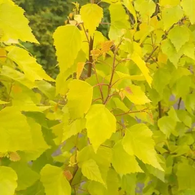 Берёза ГОЛДЕН ОБЕЛИСК повислая  в Самаре