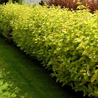 Комплект ДАРТС ГОЛД в Самаре